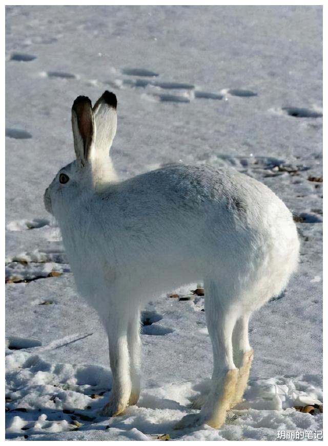 陈瑶|看脸1米5看腿1米7，长着“萝莉脸”的5位高挑女星，个个叫人羡慕