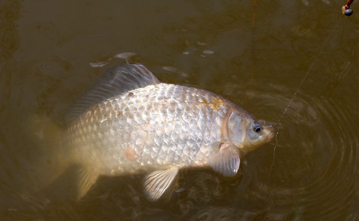|学会就风和就水，只要有水，就不怕钓不到鲫鱼