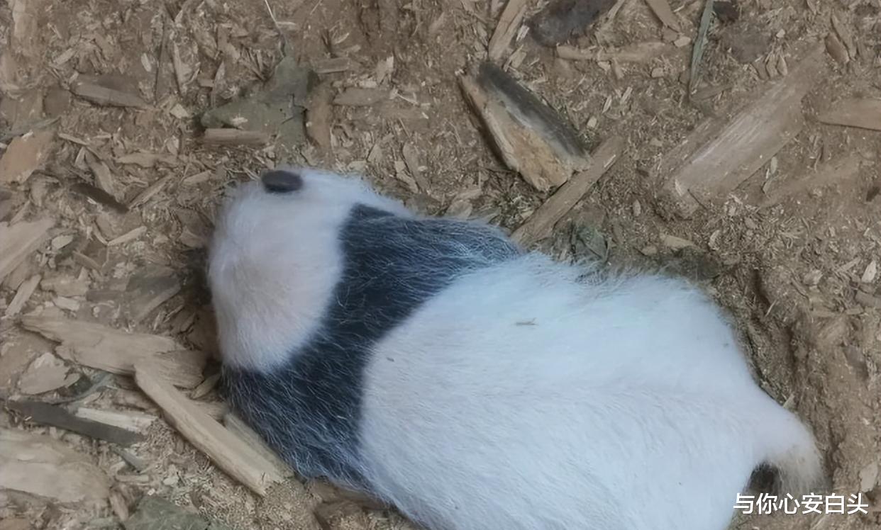 时隔4年同一树洞再现野生熊猫幼崽,还有一只幼崽树洞卖萌被抓拍