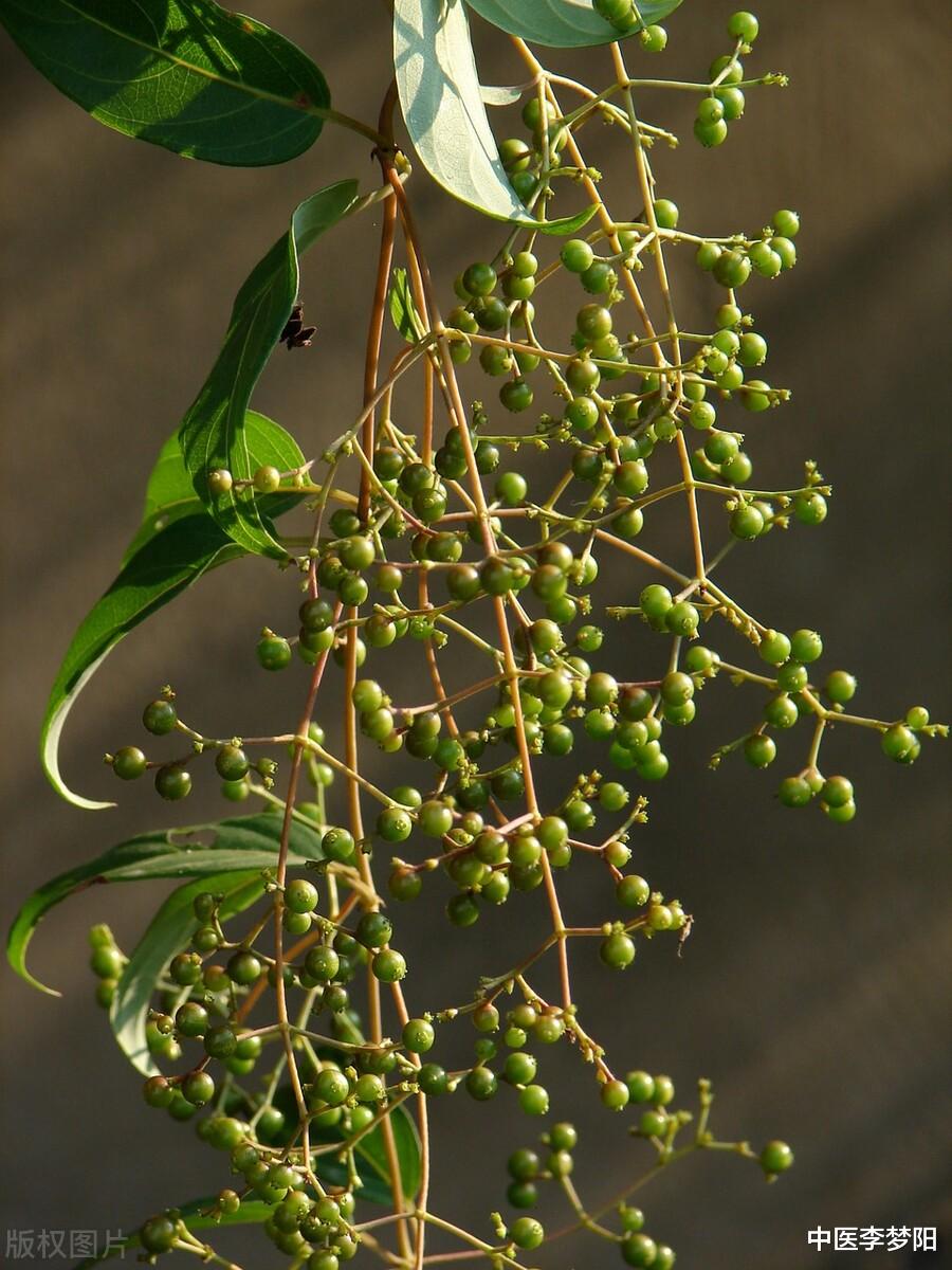 心脏|健脾祛湿两味药？一补一通，脾胃好，痰湿也就没有了