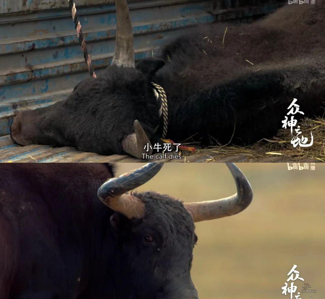 众神之地|强推！《众神之地》一集封神，每一帧都美到窒息！