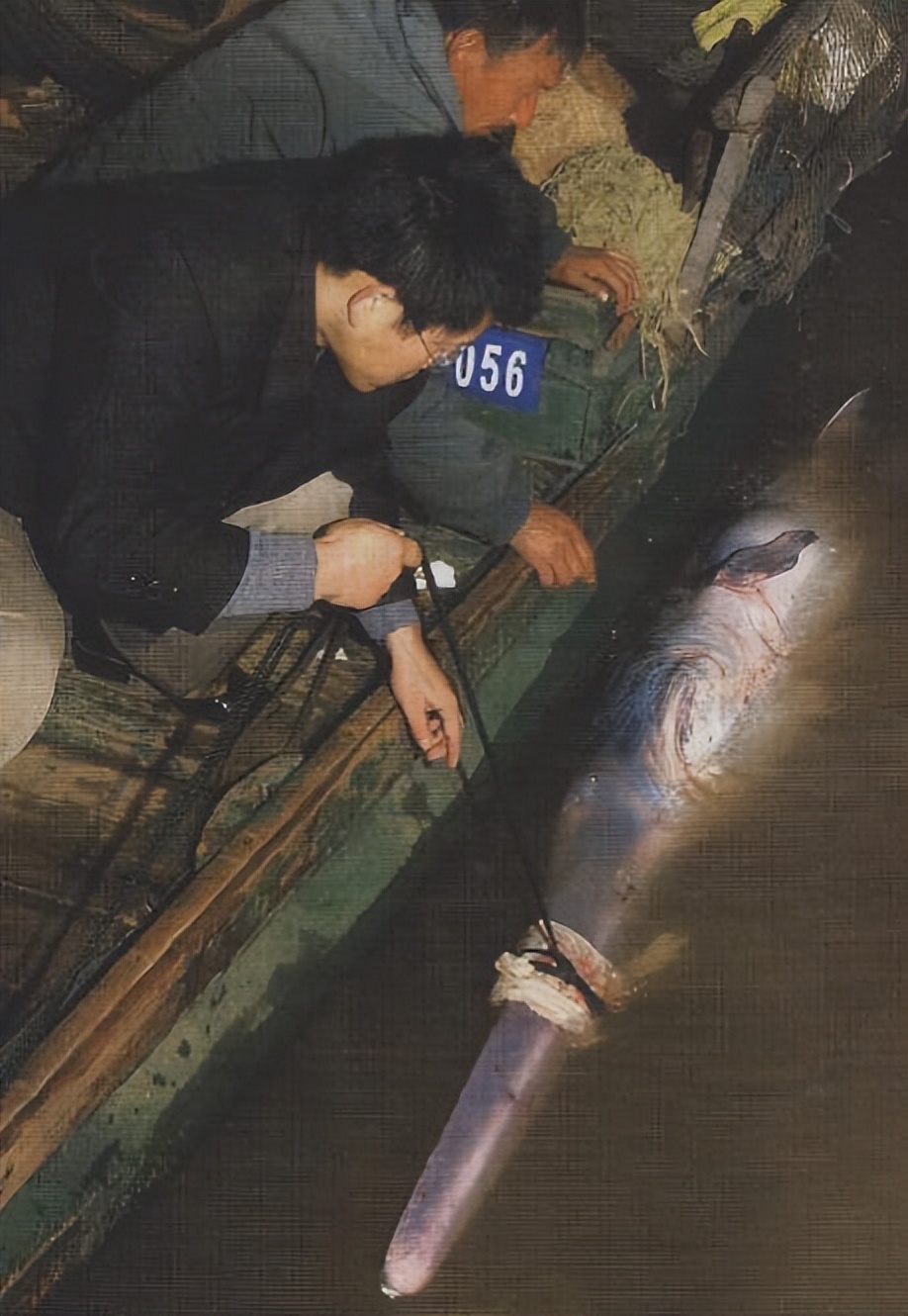 长江|再见,长江白鲟,功能性灭绝,无法产卵是主因,钓鱼更要保护动物