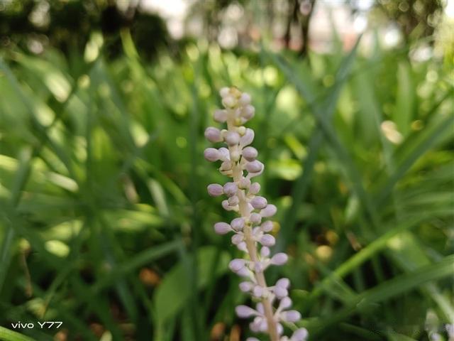 苹果|80W最强充电千元机!vivo Y77评测:首发天玑930温度感人