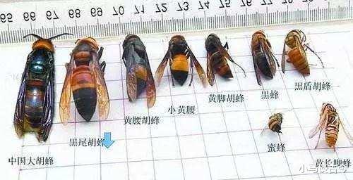 世界上最危险毒性最大的5种毒蜂,已有1000多人死于杀人蜂毒针下