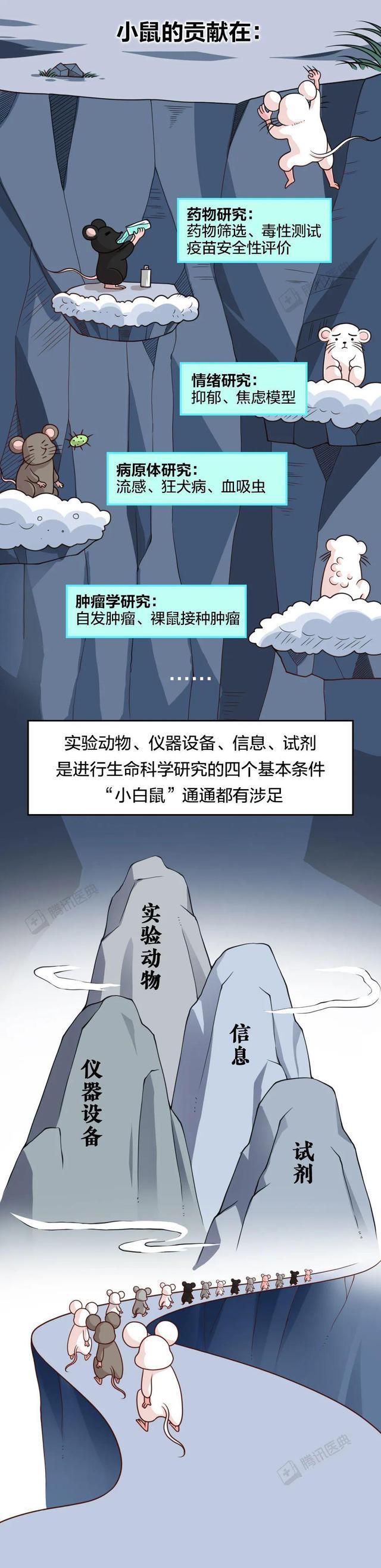 “人人喊打”的老鼠,为人类医疗做出的贡献不可估量!漫画科普