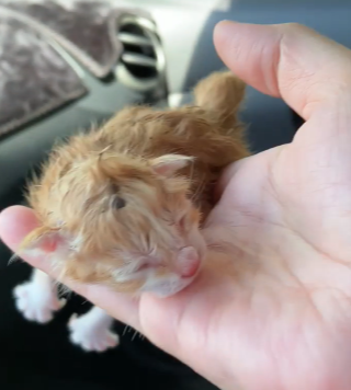 网友树下乘凉，脐带未掉的小奶猫掉下，正中她手心：天大的福气！