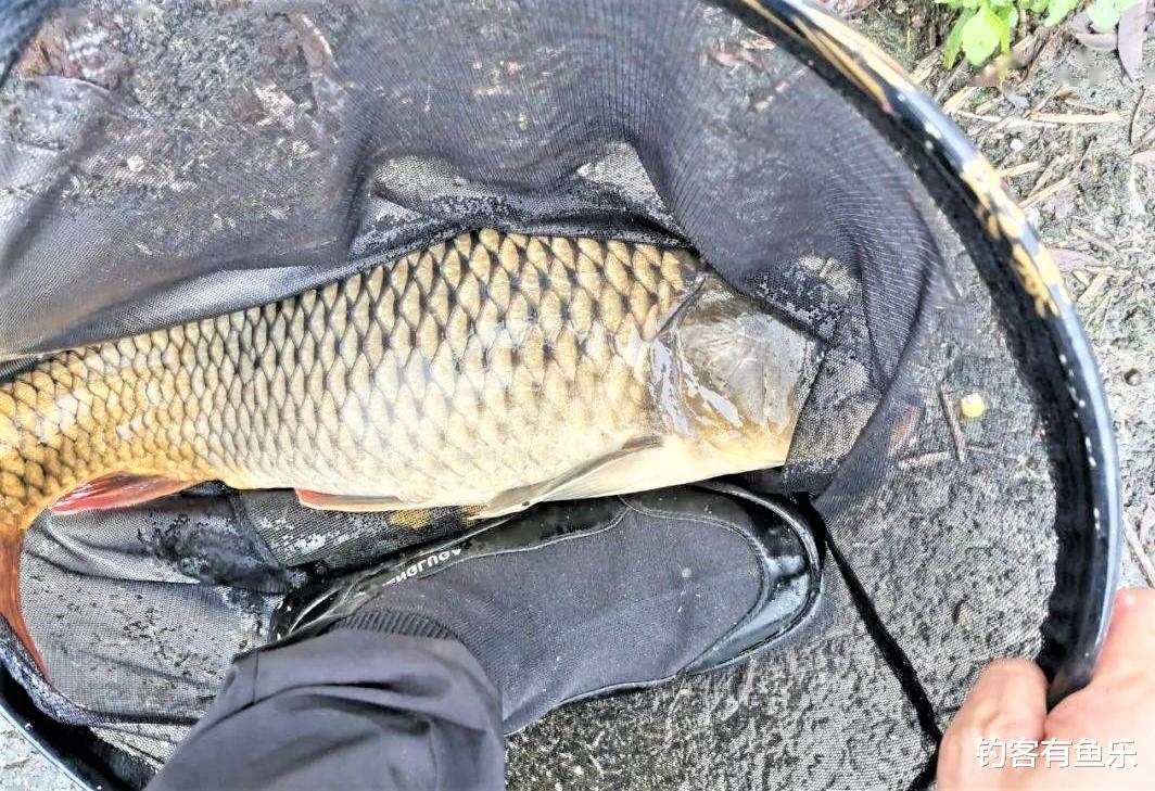 饵料|春季钓鱼怎样钓鲤鱼?要想钓得多,牢记这“4钓4不钓”