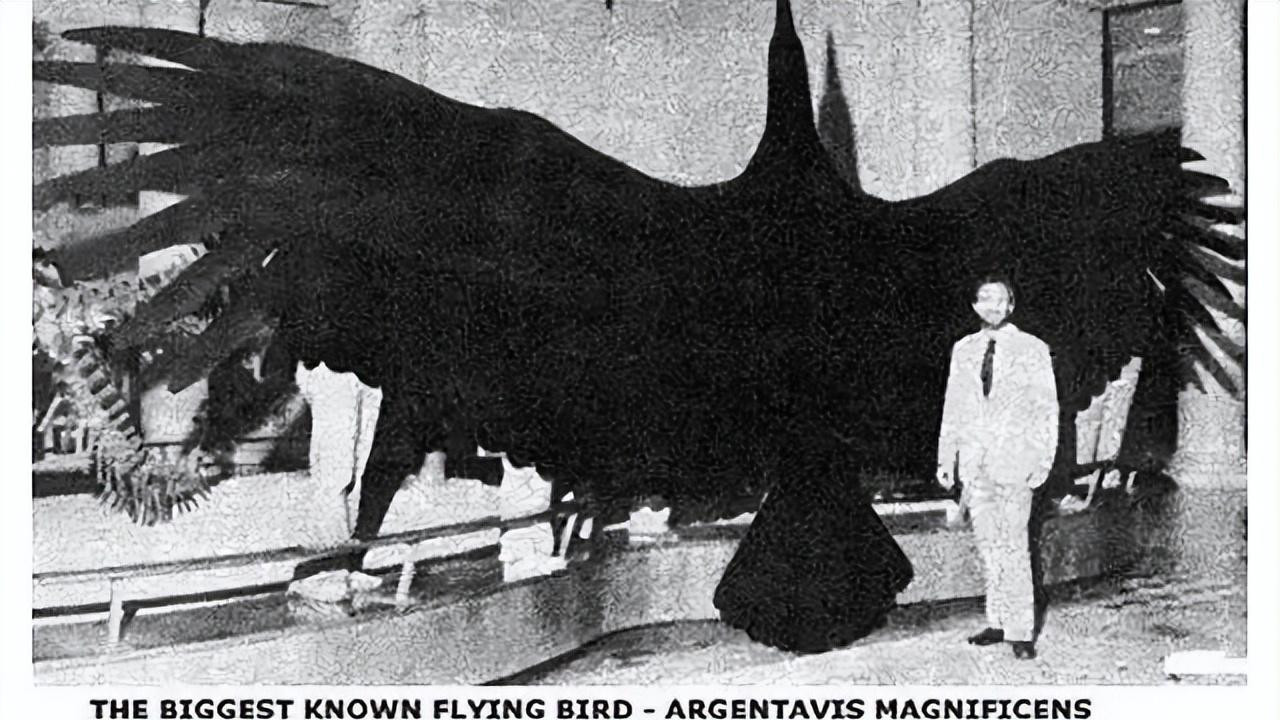 阿根廷巨鹰翼展长达7米，以捕猎狮子为食？这么厉害为何会灭绝？