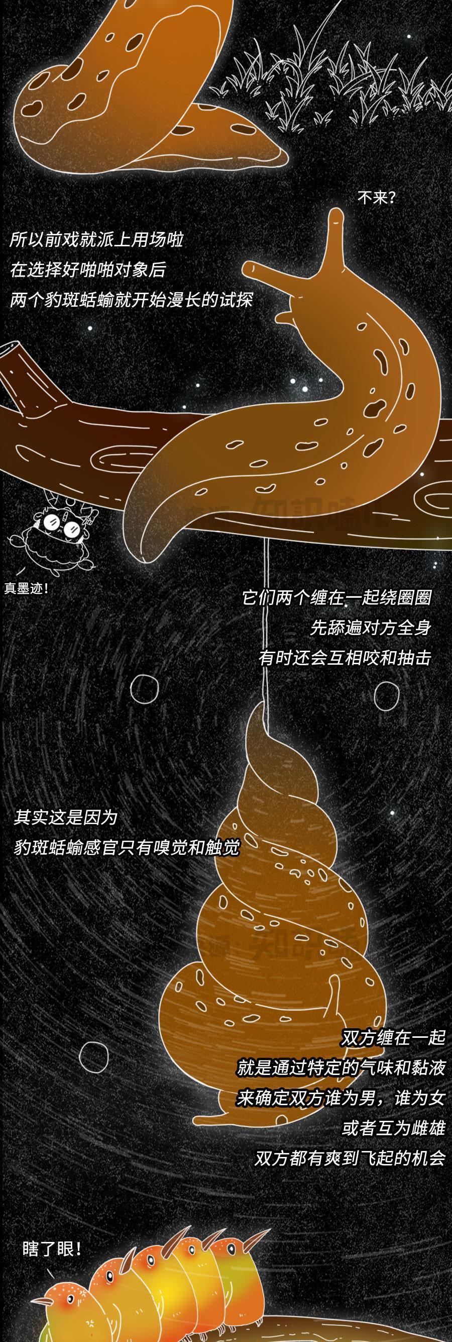 一组漫画揭开:动物“奇特”的求偶方式,真的太浪漫了