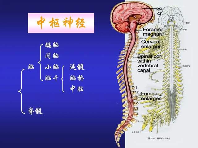 如果人类大脑开发100%,到底会发生什么?答案你可能想不到