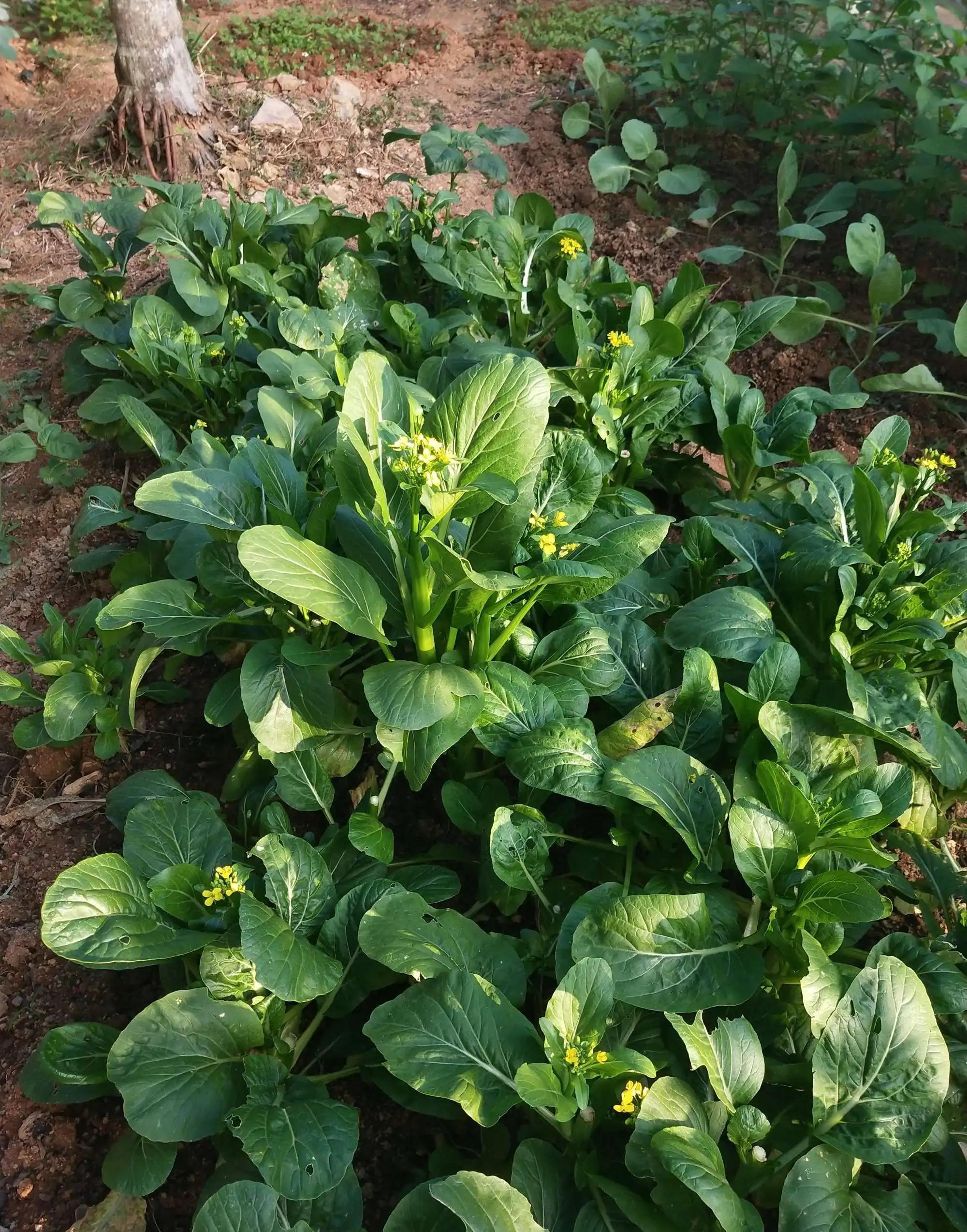 白露之后，这4种菜可以种植，尽早下地，11月收获，菜农不要错过