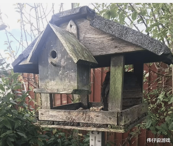 英媒:英国一名82岁老人德瑞克的家中饱受鼠患