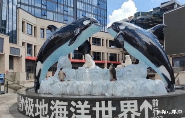 广西一驯养员被海豚高抛重摔在地,涉事公司:头被割破