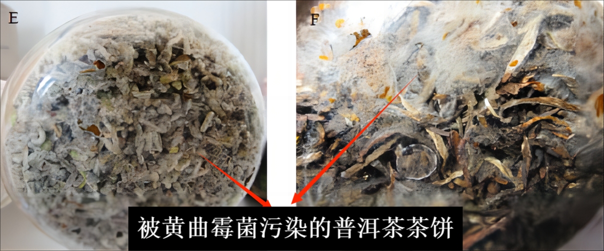 养生|“一克熟茶五亿霉菌，喝熟茶等于喝脏水”？普洱茶到底能不能喝？