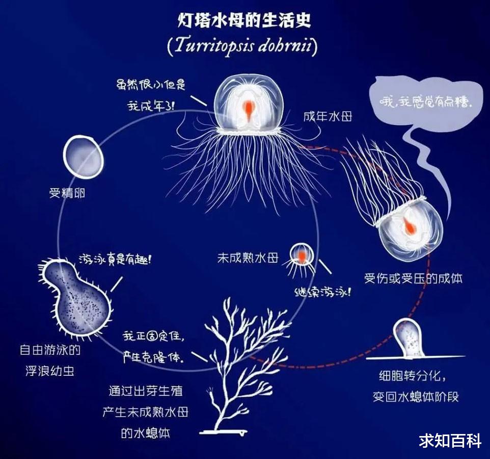 返老还童长生不死,盘点地球五大长寿动物,第1名近乎永生