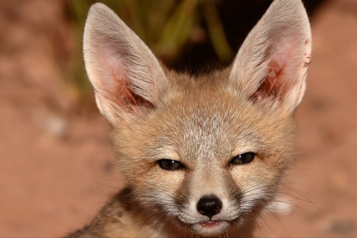 盘点12种不同的狐狸。外表可爱内里狡诈的它们，你最喜欢哪种呢？