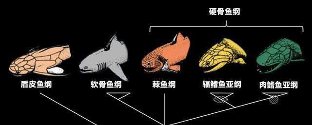 科学家证实;人类生命起源,始于3亿年前一条鱼,并且它来自中国