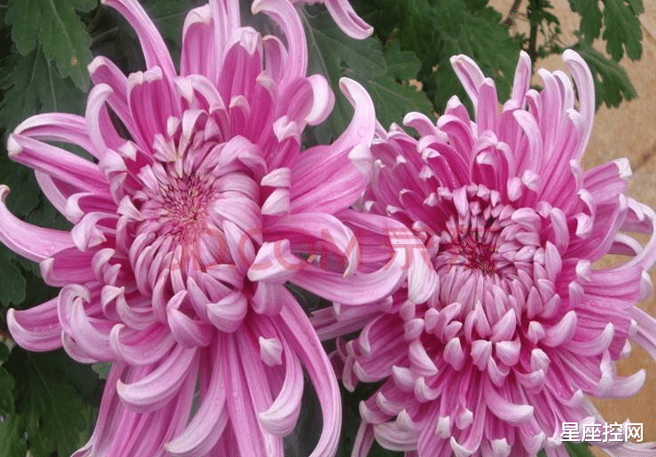 连体裤|啥月份出生的人,赚钱渠道多,穷日子不会熬太久,下半年贵人发力