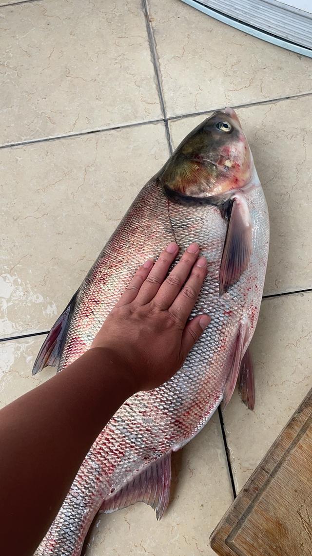 玉米|钓无定法,闲来也说说钓草鱼的事