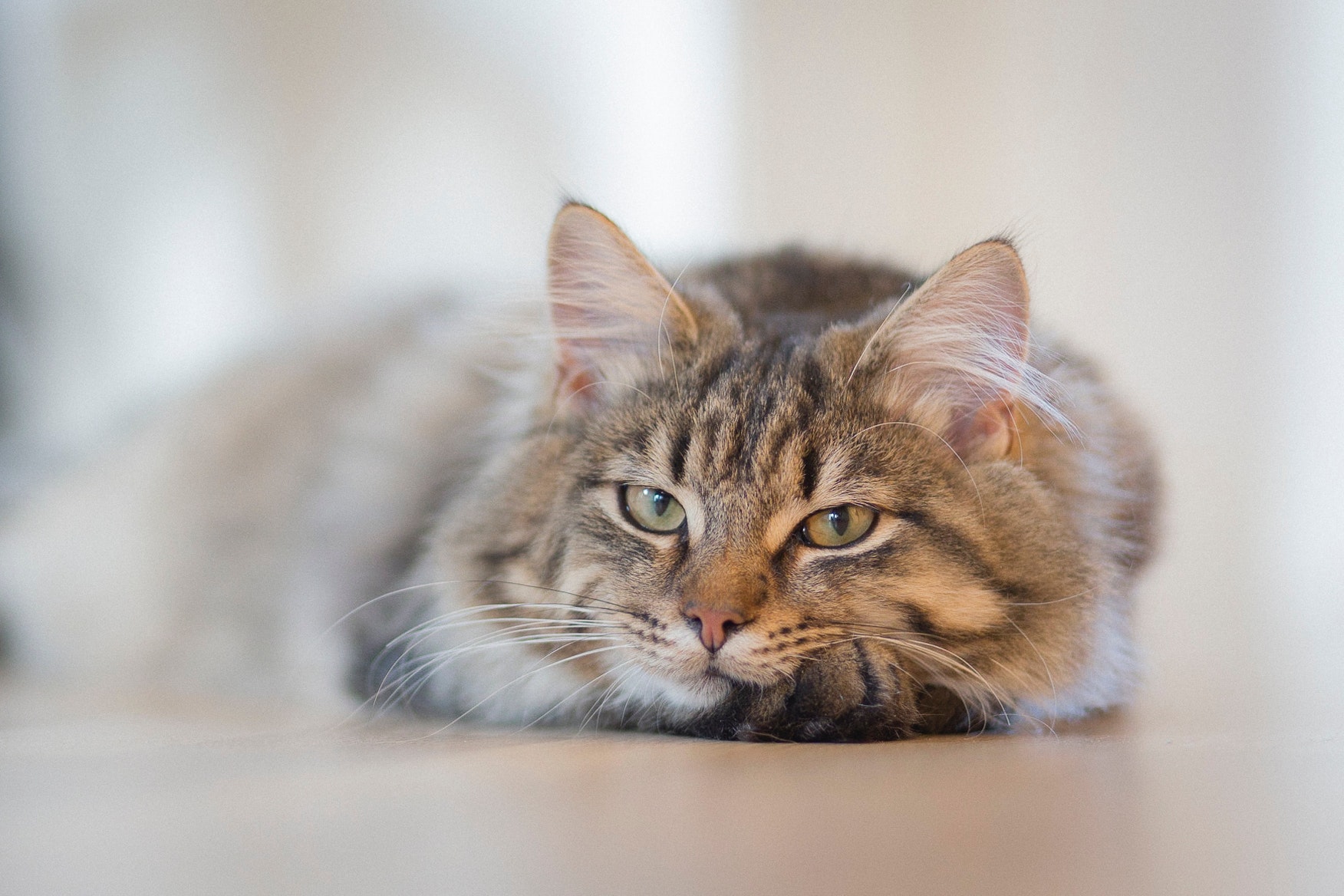 猫咪的有哪些奇奇怪怪的小知识你知道吗