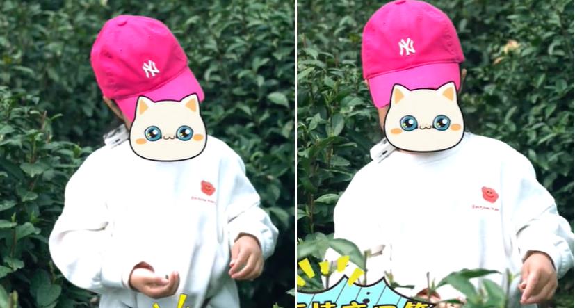 杨紫|朱丹素颜带女儿采茶！腰挂一个大竹筐接地气，头上一顶帽子超9千