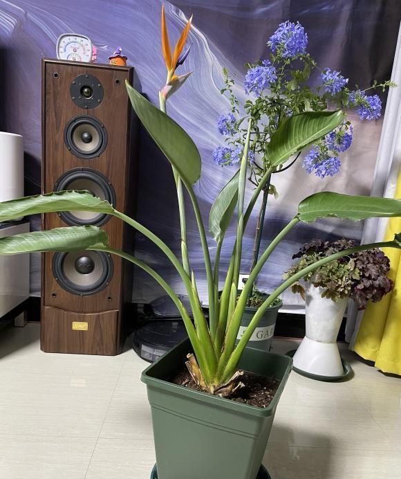 这4种“旺财花”,耐阴好养,放在卫生间,厕所没有“臭味”