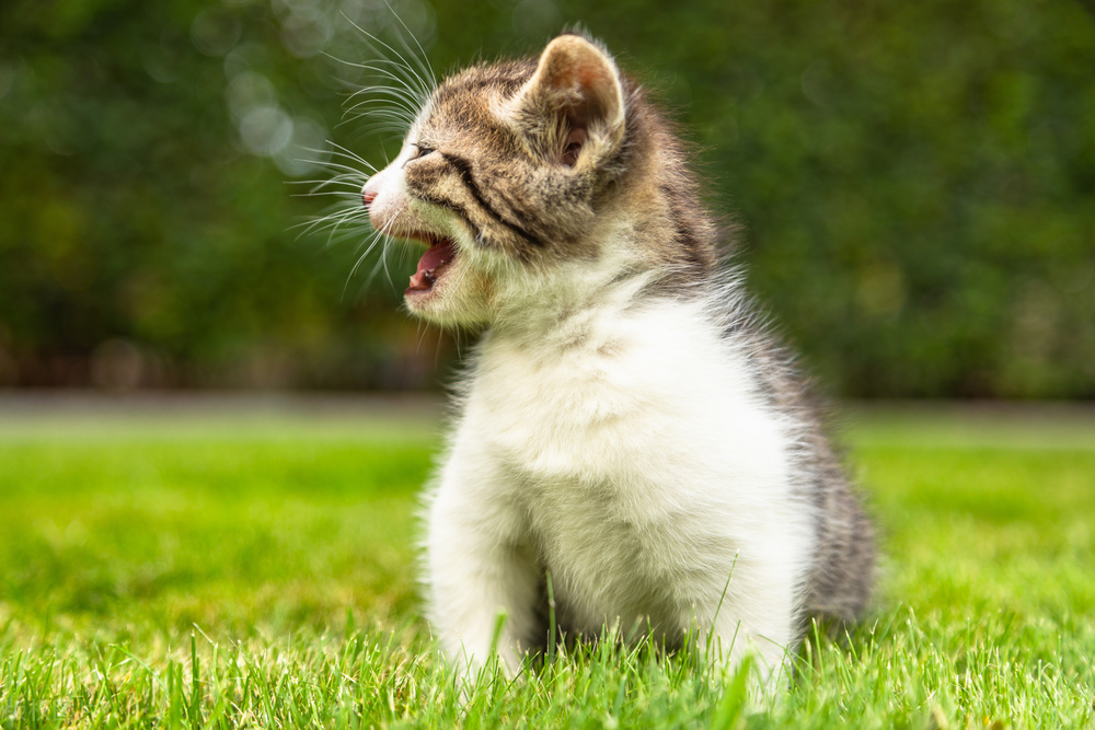 为啥我家猫老一惊一乍，这是什么意思？