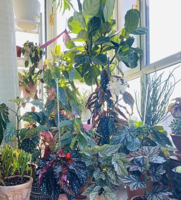 这4种“旺财花”,耐阴好养,放在卫生间,厕所没有“臭味”