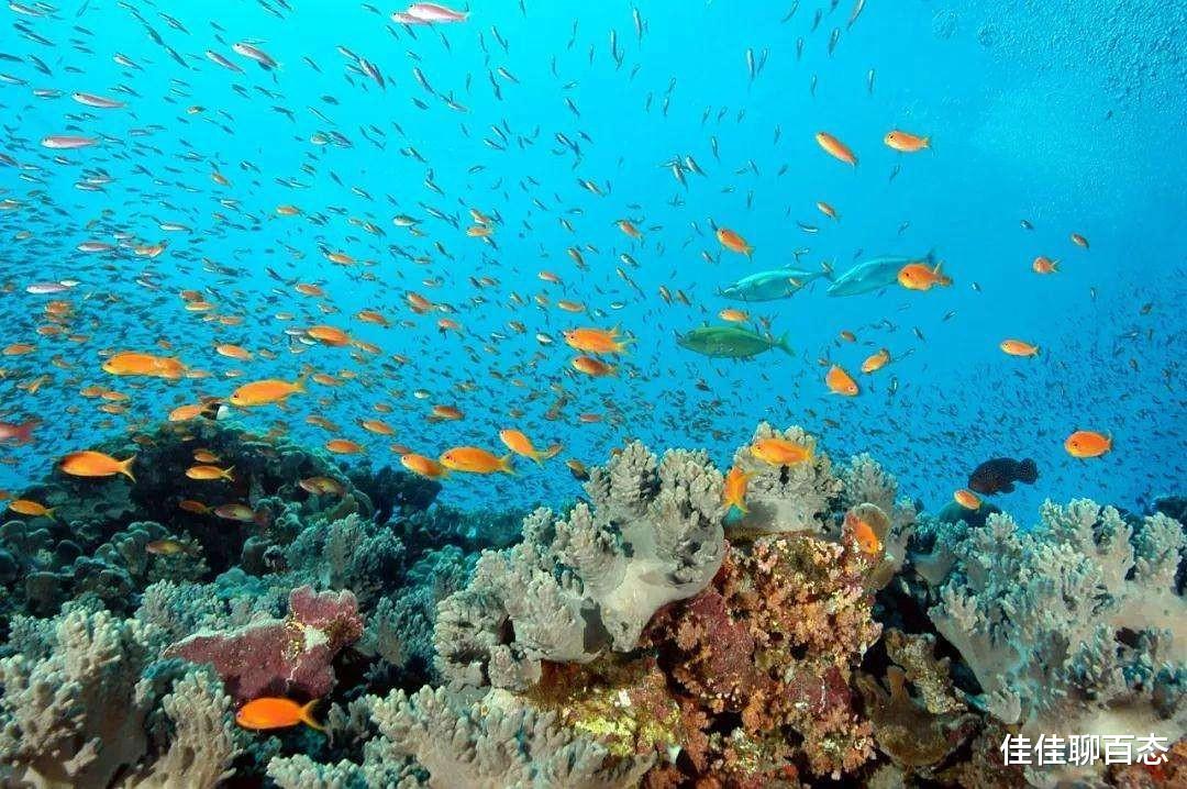 ?海洋里的毒物:一只螃蟹能毒死45000只老鼠,杀死四五百人!