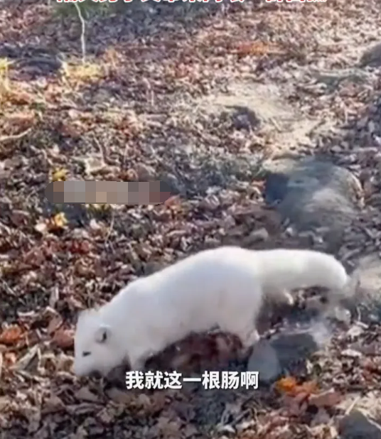 聊斋再现?男子投喂白狐后被引见给同伴,看上小伙了,想拜堂成亲