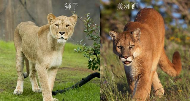 澳洲野猫泛滥,人类如果不阻止,最终能进化成老虎一样的猛兽吗?