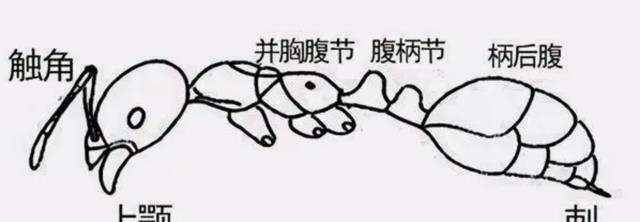 红火蚁究竟有多恐怖?地表入侵物种,属于隐藏的危机