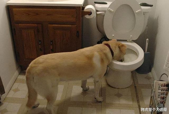 经络|为什么人类的排泄物都是臭的?吃下去对身体有害吗?有人曾试过