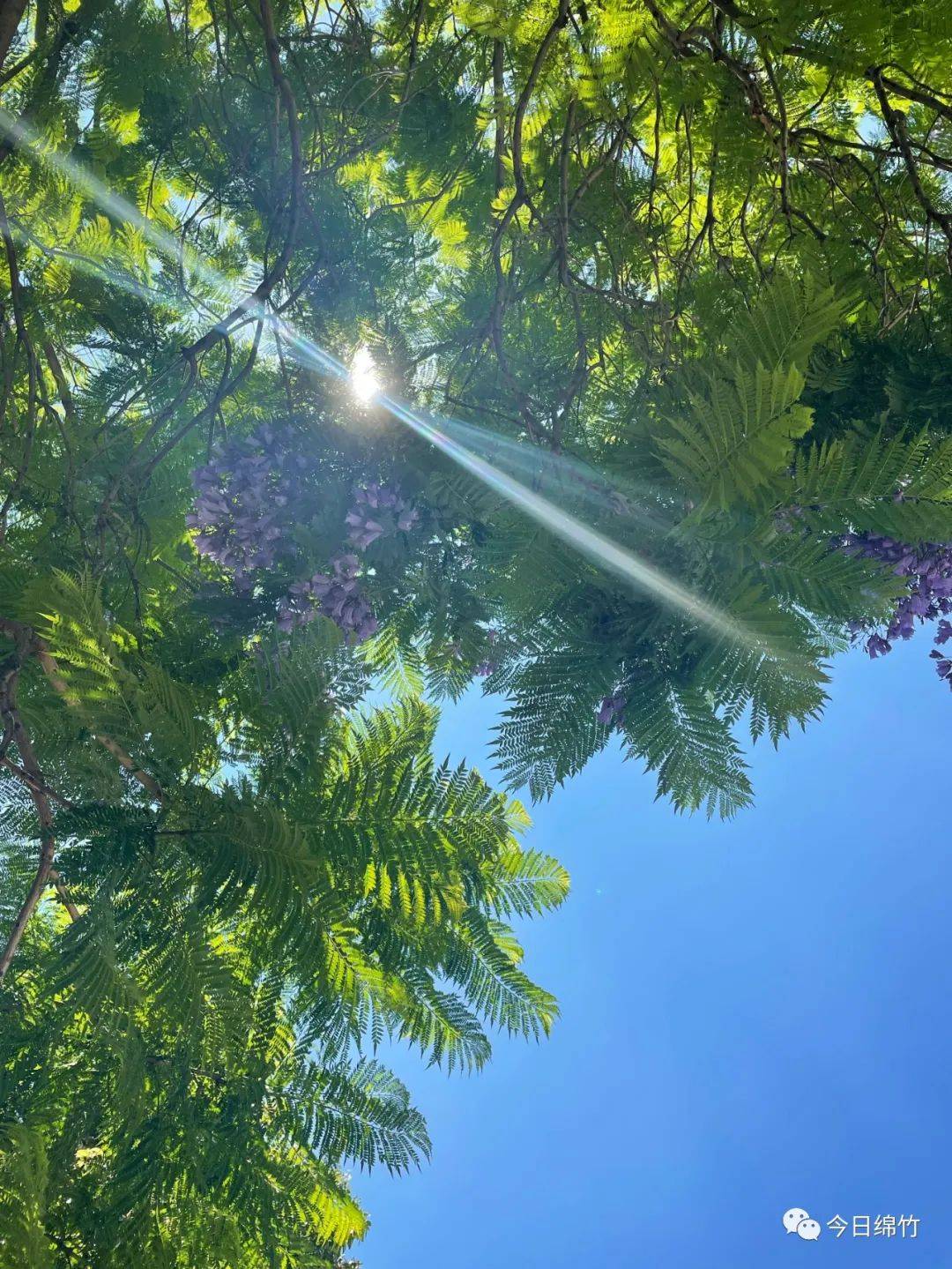 优胜美地|创建天府旅游名县 | 绵竹城区这片“蓝花楹”，太治愈了