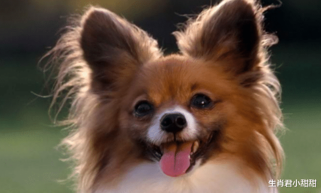 属狗|职场发展中遇到多个大好机会，努力终会有回报，属狗人事业有成