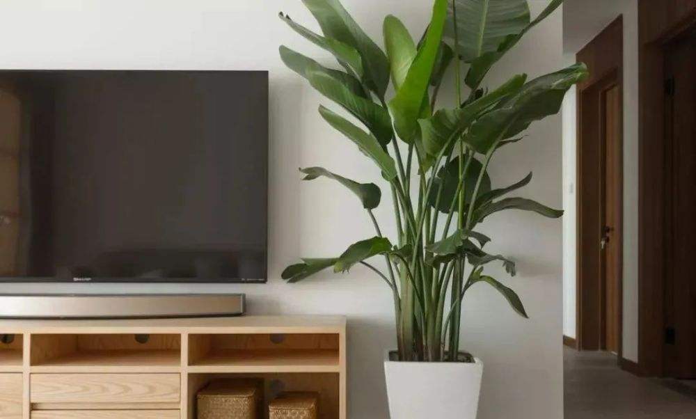 朋友乔迁不知道送什么?这我熟,这份清单太可了