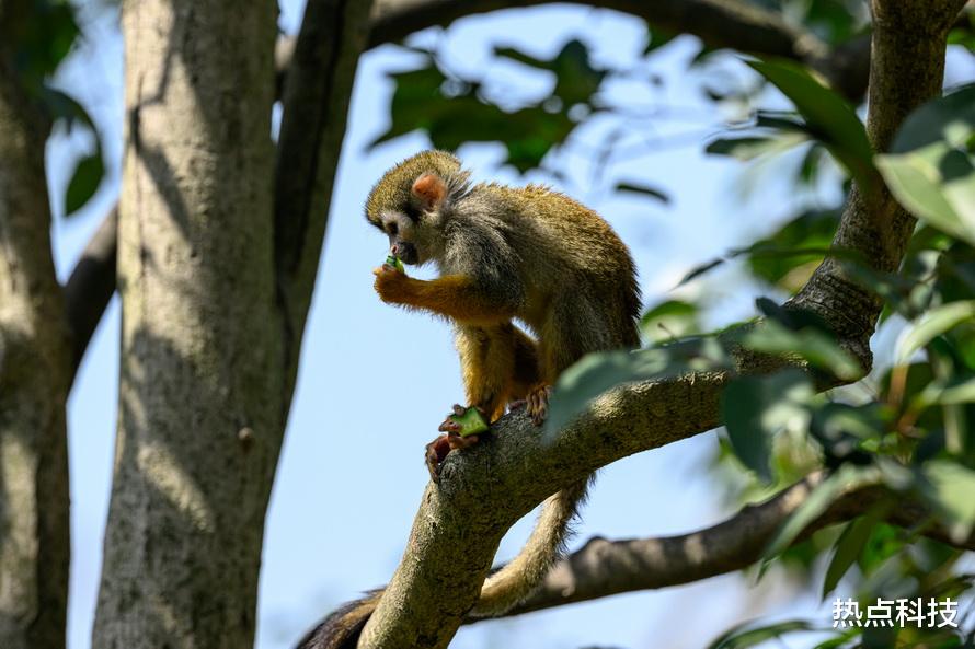 尼康|尼康Z 400mm f/2.8 TC VR S体验:尼康反击的开始