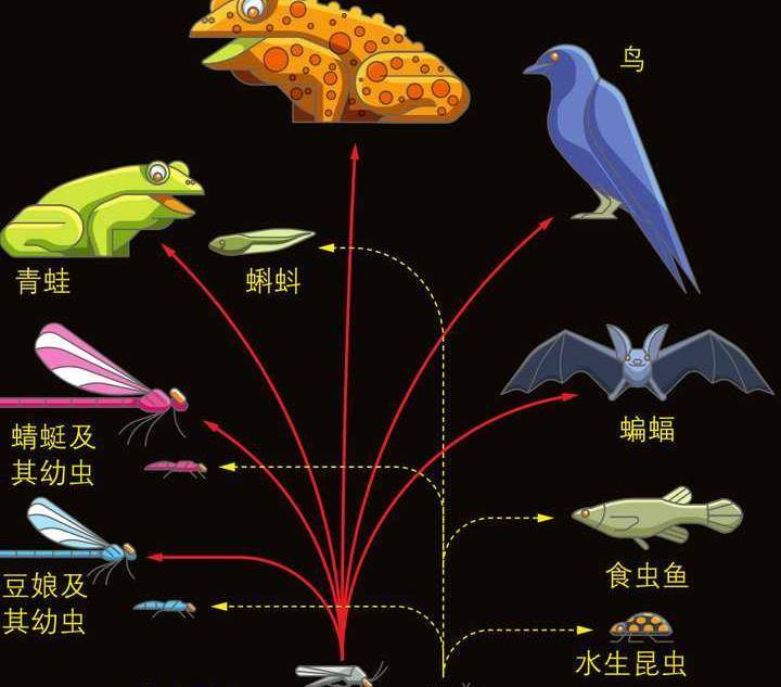 人大代表提议全面消灭蚊子!如果全部灭绝,生态系统会不会崩溃?