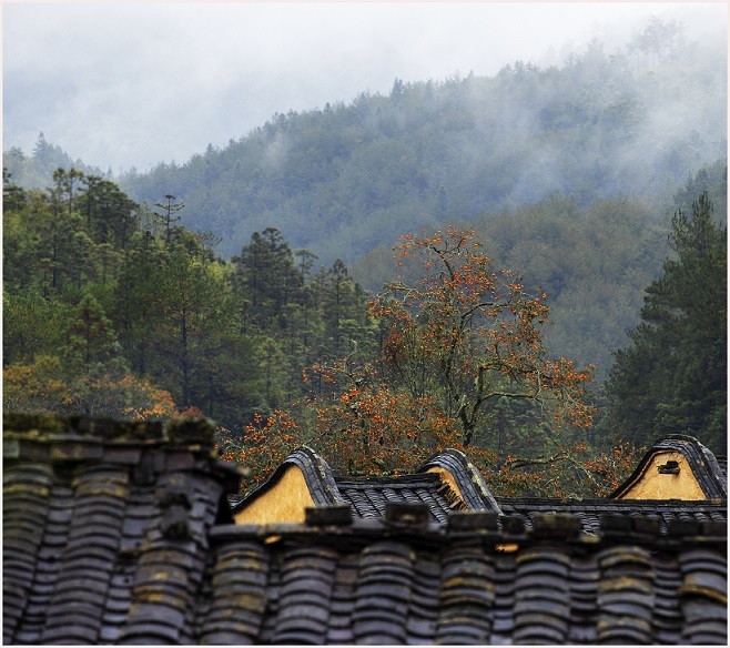 柿子|宁德屏南：古村柿子红