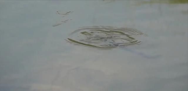 水库|男子在水库边垂钓无果,鱼儿却从他面前游过,网友:赤裸裸的挑衅