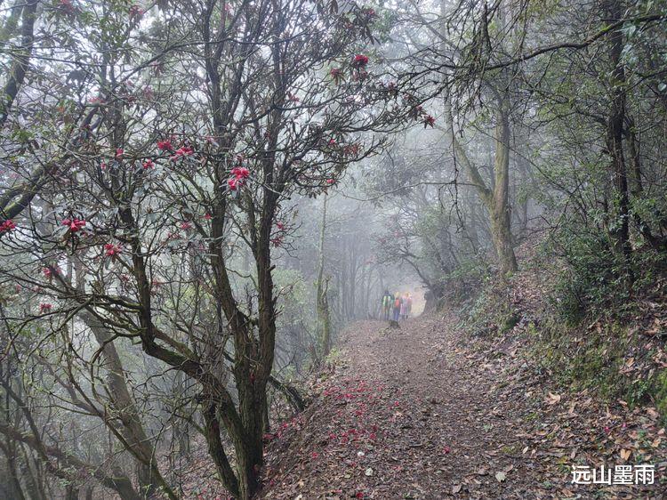 |徒步寻甸凤龙山、赏高山杜鹃马缨花，遇见雨后落红满地、如诗如画