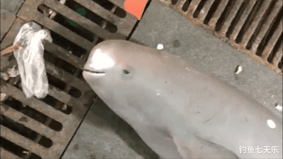江豚|网传岳阳一垂钓者钓到江豚，并在朋友圈炫耀！相关部门介入调查