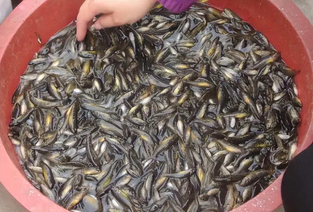 |?俗称“趴地虎”,儿时常见的小河鱼,过去没人吃,如今贵到吃不起