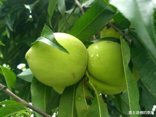 悠然见南山|云南有一座低调的旅居养老城市，这里环境好、节奏慢、房价低