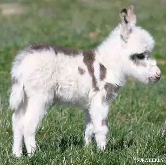 老中医 小毛驴“暴力”美甲：是谁爽翻了？