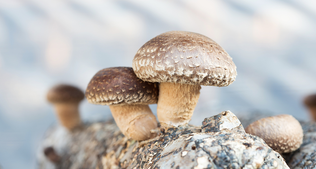 白癜风|香菇竟被医学界称为“抗癌圣品”,它是如何达到抗癌效果的?