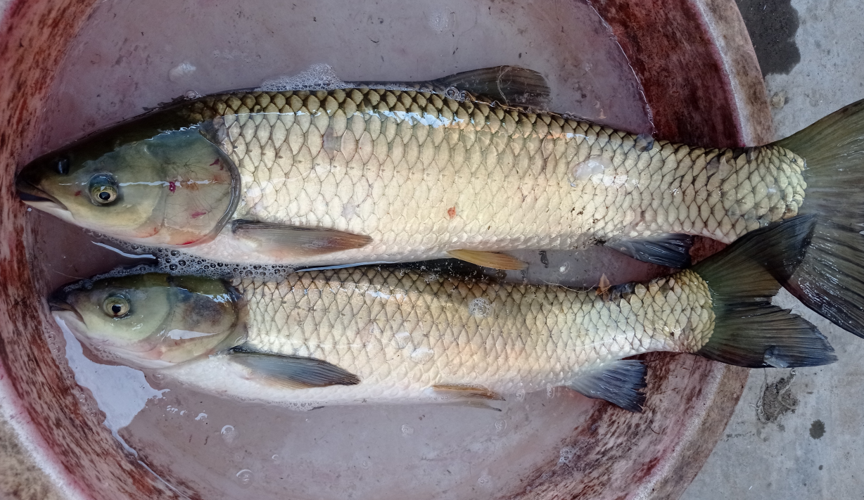 |鱼竿到底怎么选?贵的就好么?钓重大的就好么?什么鱼竿才是真好