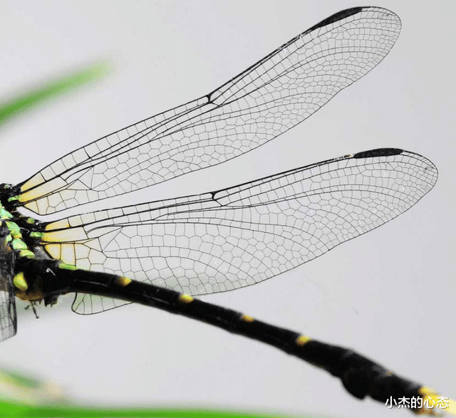 进化论最大BUG,研究蜻蜓飞行,或能使气动弹性力学获新突破?