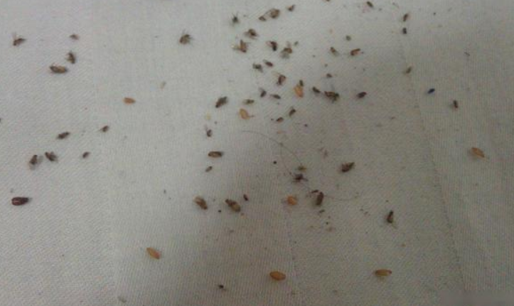 小飞虫总在家里出现？学会这些小妙招，帮您解决生活大烦恼