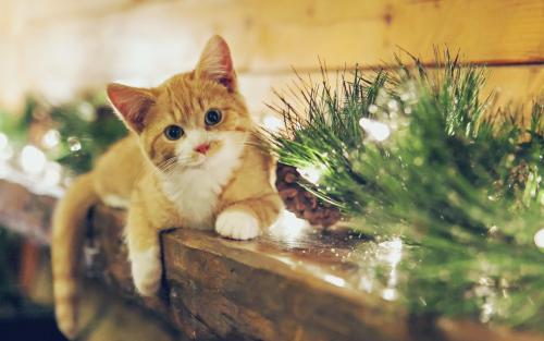 高跟鞋|猫巫先生十二星座周运2022年4.25-5.1：接受不完美，告别压力